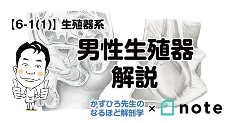 男性 生殖器|男性の生殖器系の構造